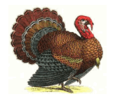 Hanrox Turkeys logo